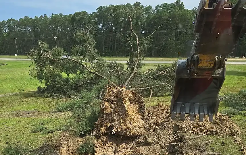 Tree Removal