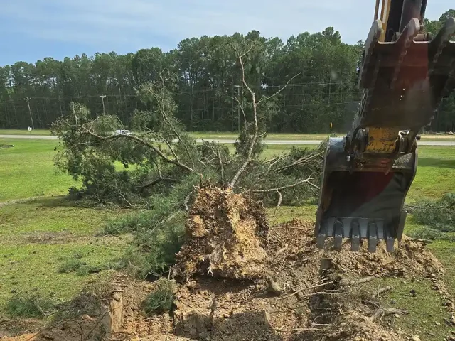 Tree Removal