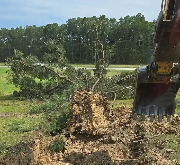 Tree Removal